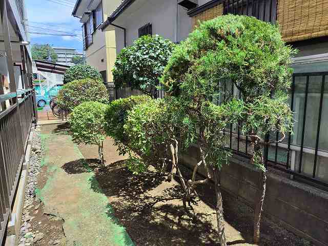 真夏の植栽剪定（共用部清掃のソラダム）