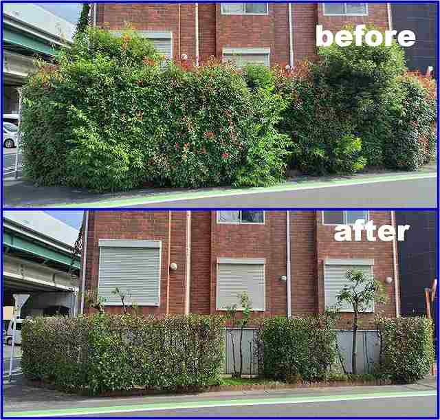 真夏の植栽剪定（共用部清掃のソラダム）